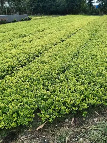 jn江南·体育登录入口，可充电网球拍有哪些