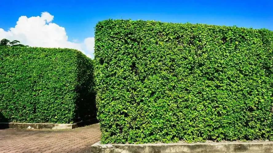 网球拍横竖线的定位图